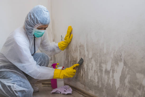 Attic Mold Removal in Blacksburg, SC