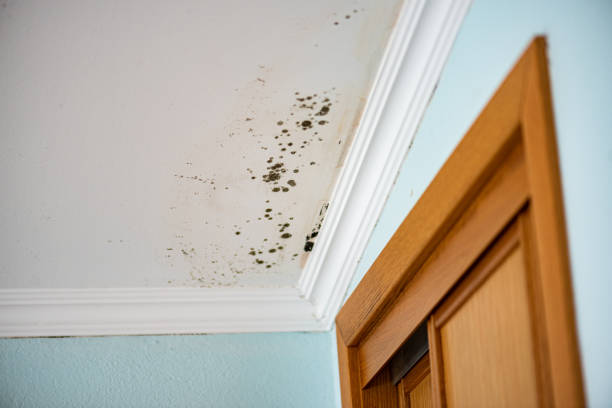 Trusted Blacksburg, SC Mold Removal Experts