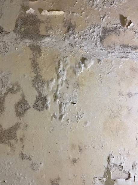 Best Mold Cleaning Services  in Blacksburg, SC